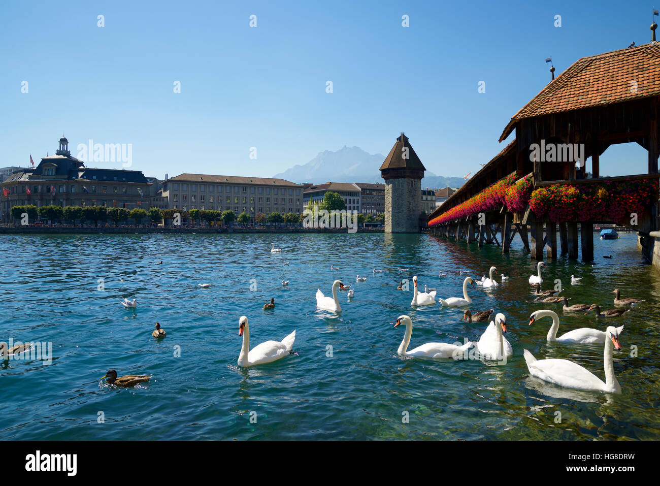 Swans floating on river by Chapel bridge and water tower against clear blue sky Stock Photo