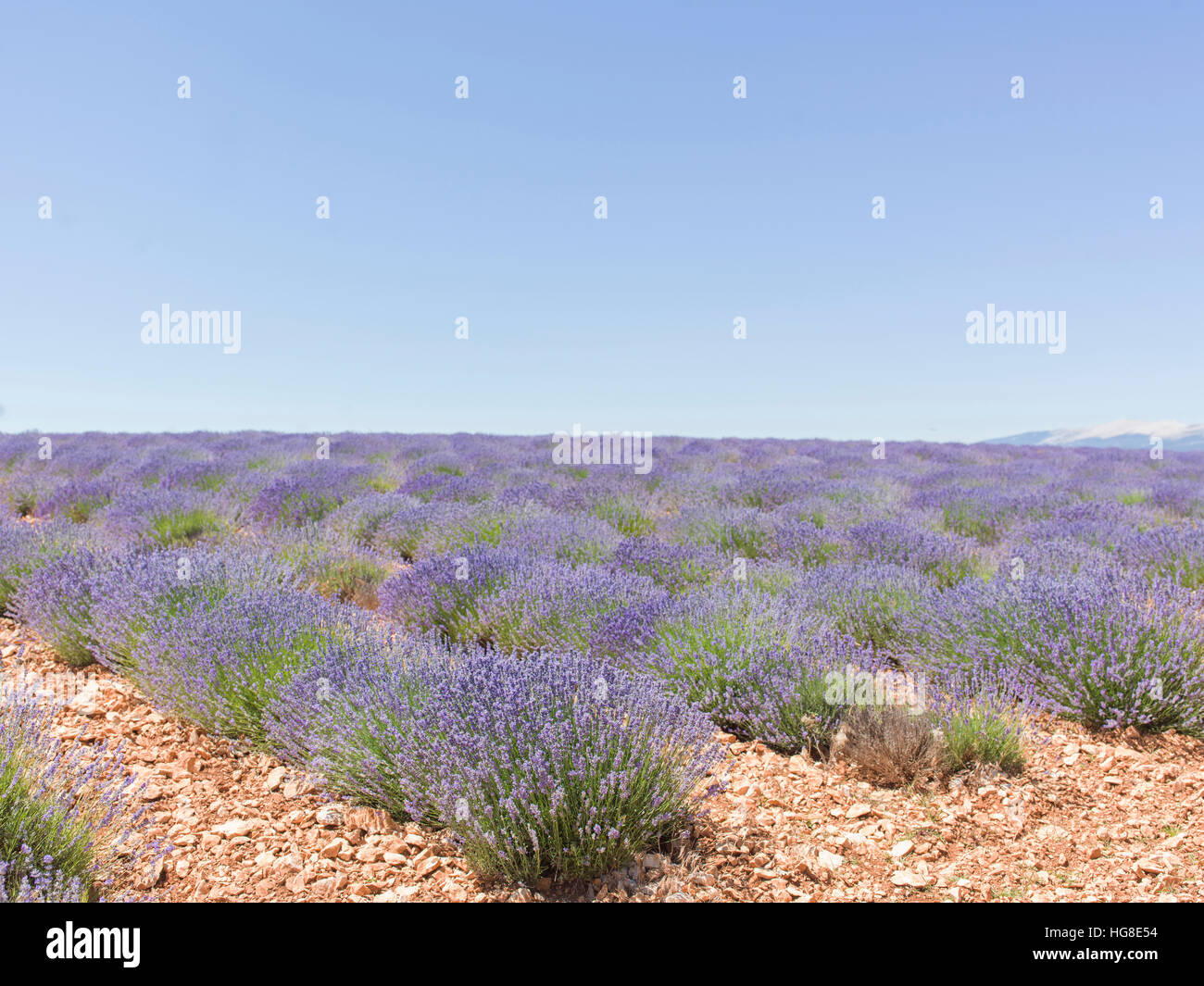 Lavender farm against clear sky Stock Photo