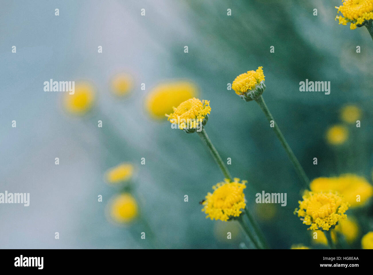 Close-up of yellow flowers growing in field Stock Photo - Alamy