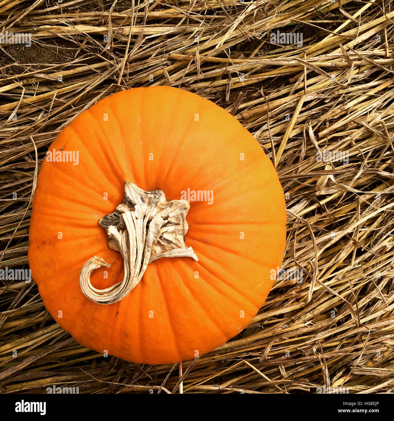 Overhead view of orange pumpkin on hay Stock Photo Alamy