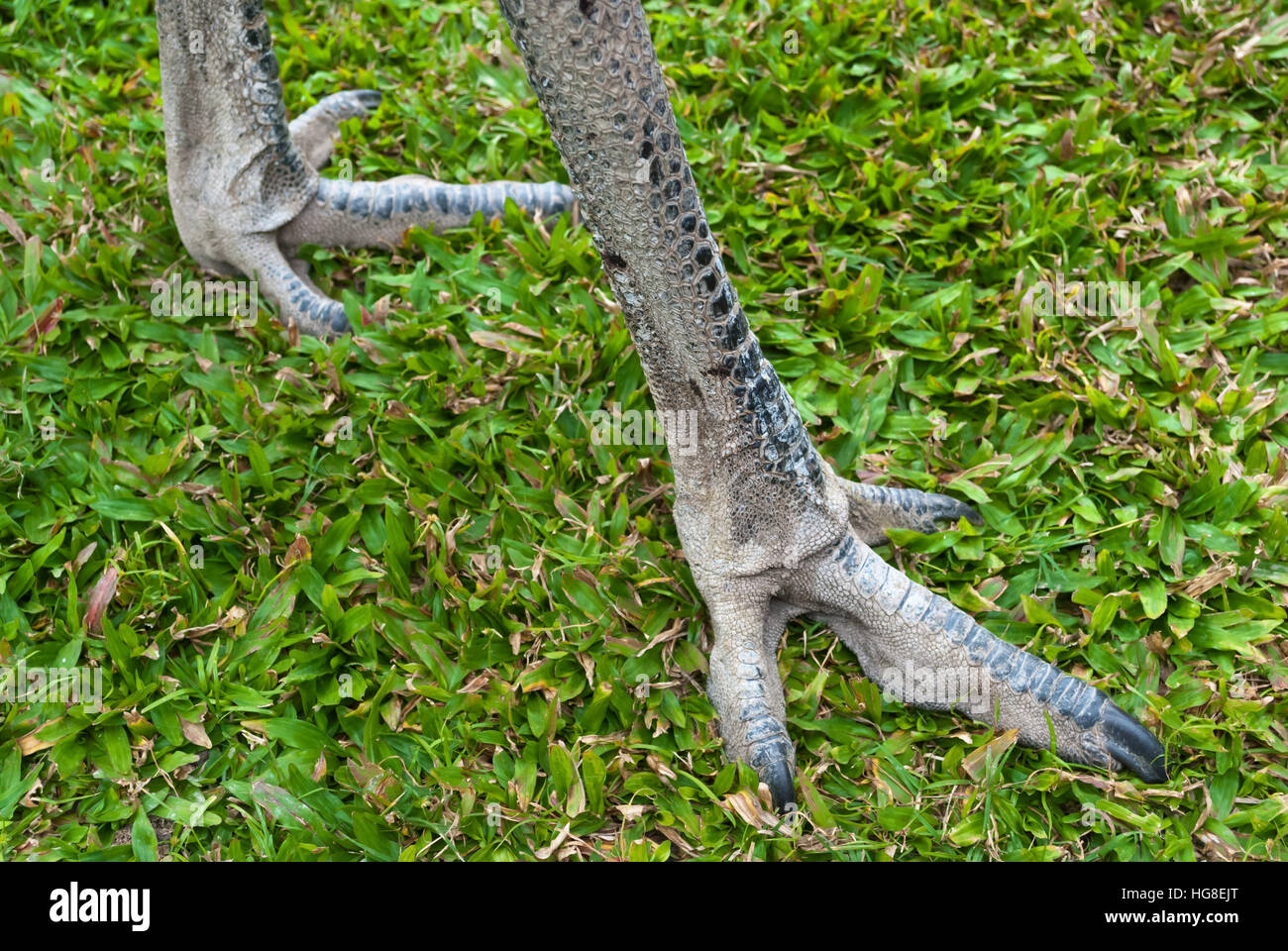 Emu legs hires stock photography and images Alamy