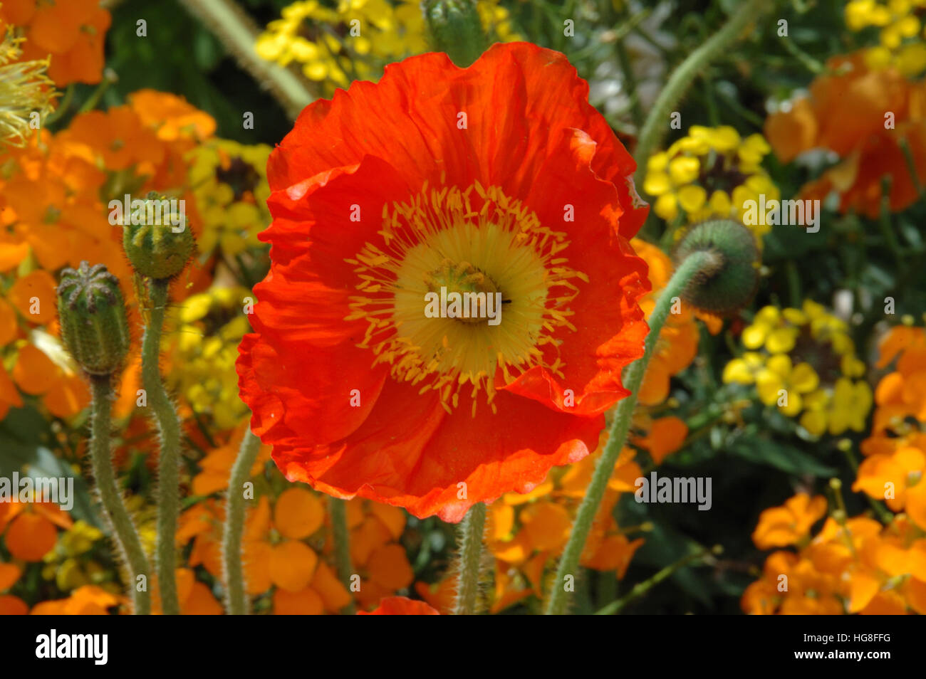 Beautiful spring flower garden in full bloom with bright red poppy