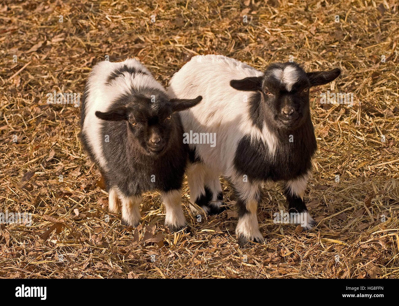Two very young black and white Tennessee fainting goats(Capra aegagrus hircus) Stock Photo