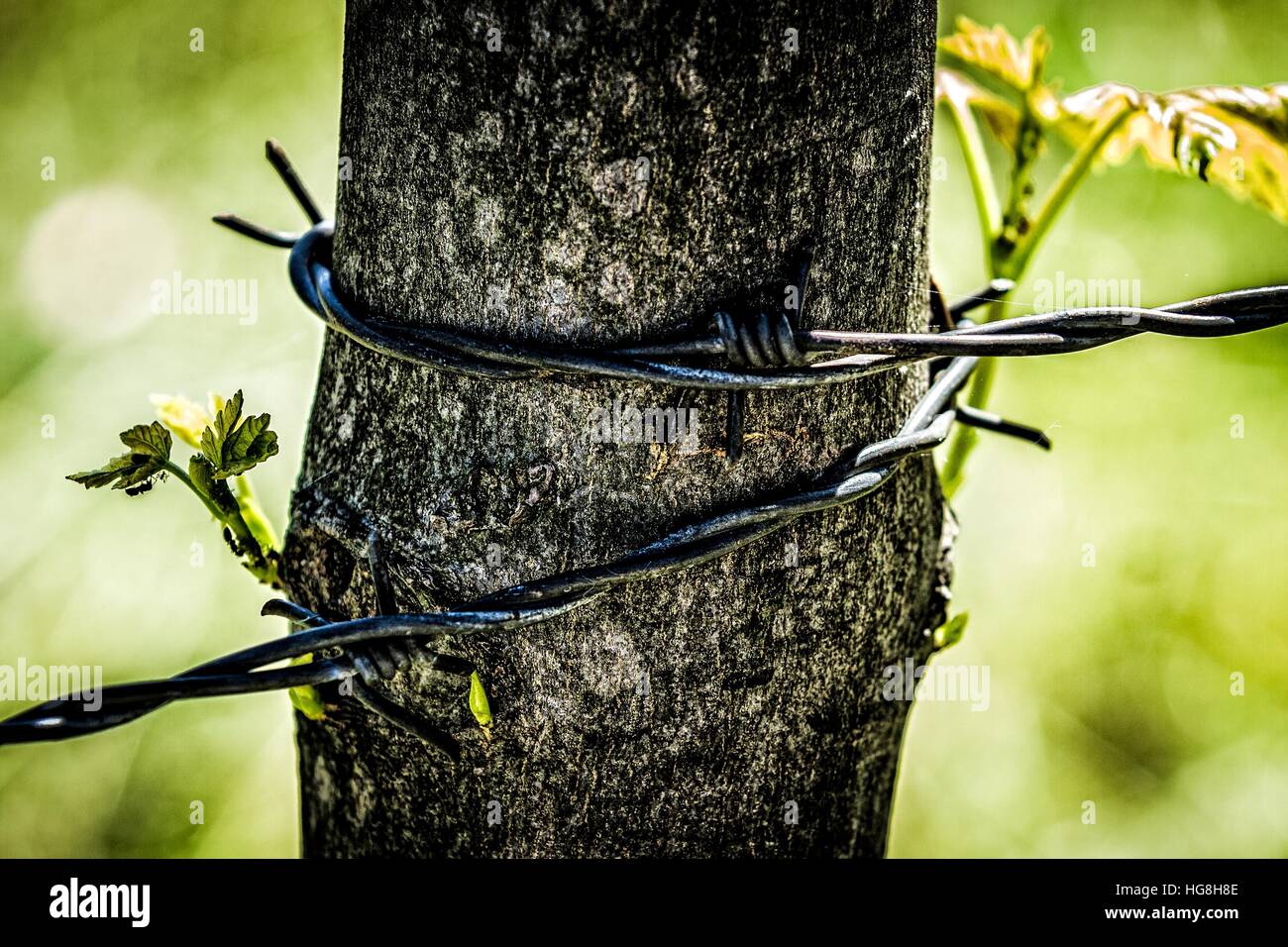 Tree trunk entwined with barbed wire Stock Photo
