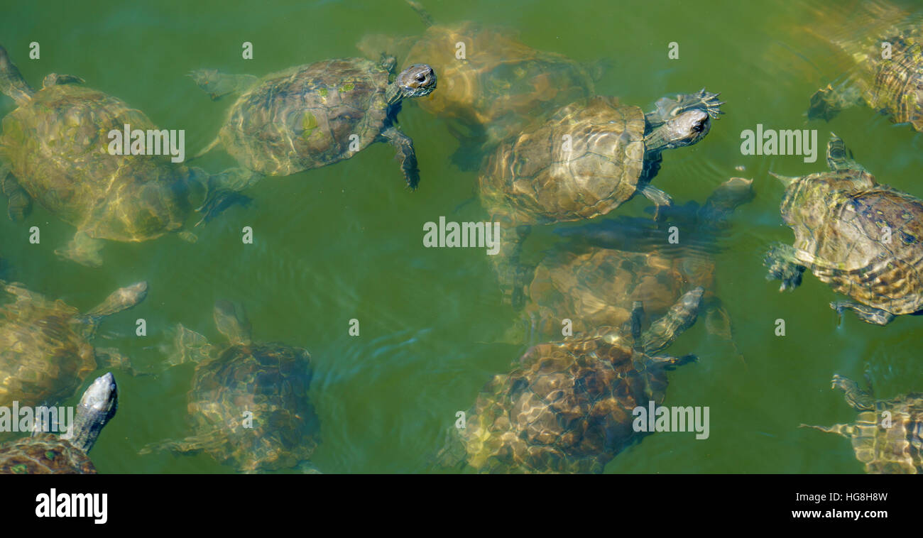 Large group of terrapins swimming in green water. Stock Photo