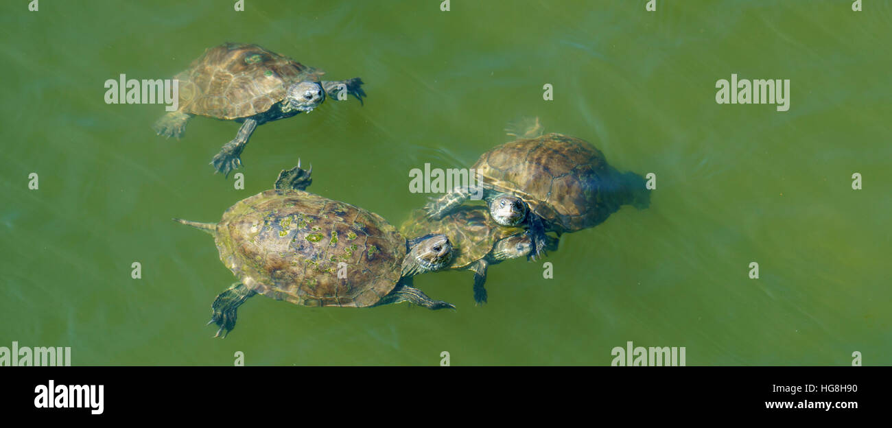 Small group of terrapins swimming in green water. Stock Photo