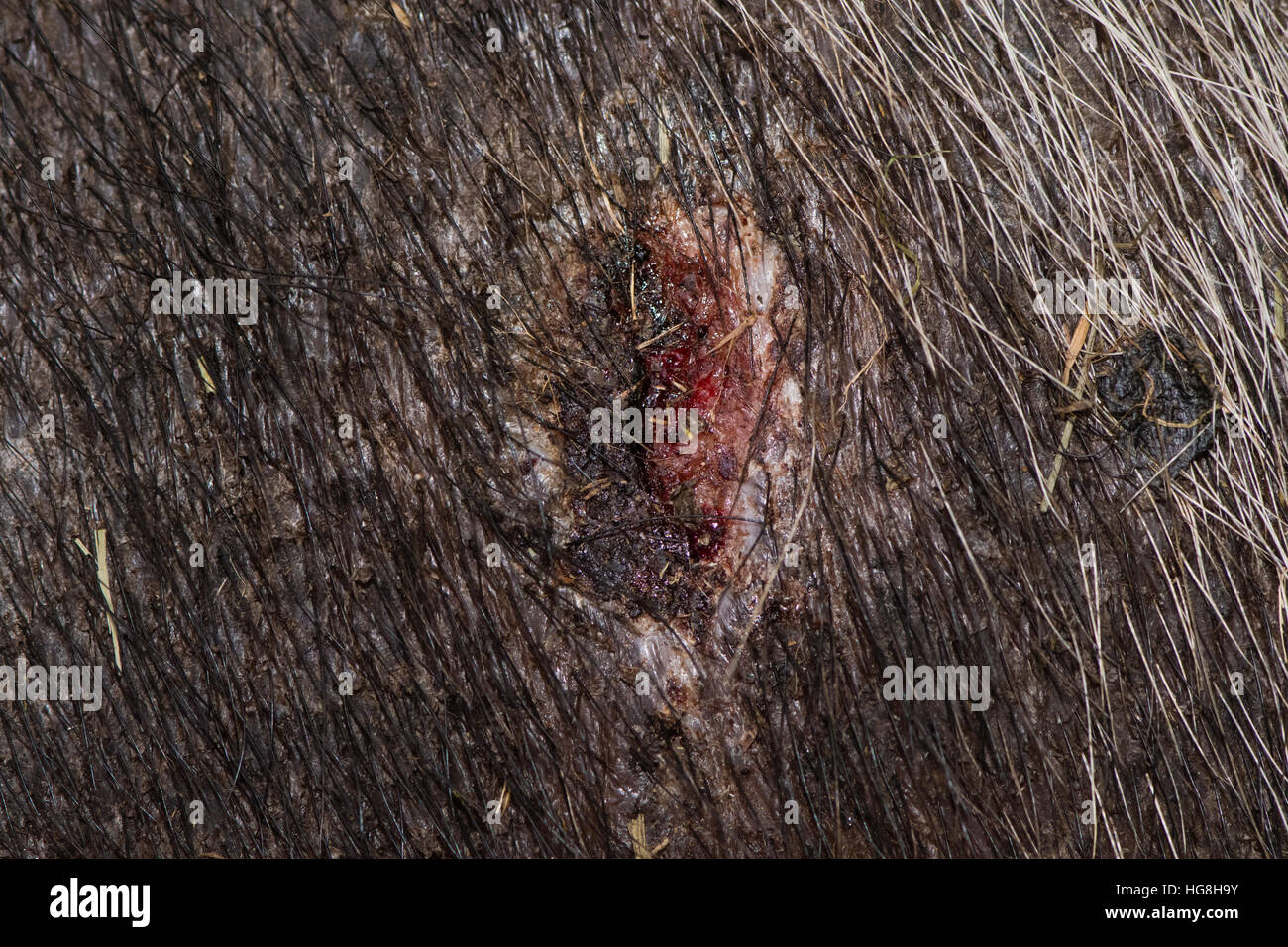 Wound on skin of pig from fighting. Open sore on skin of pig as a result of bite from animals kept together Stock Photo