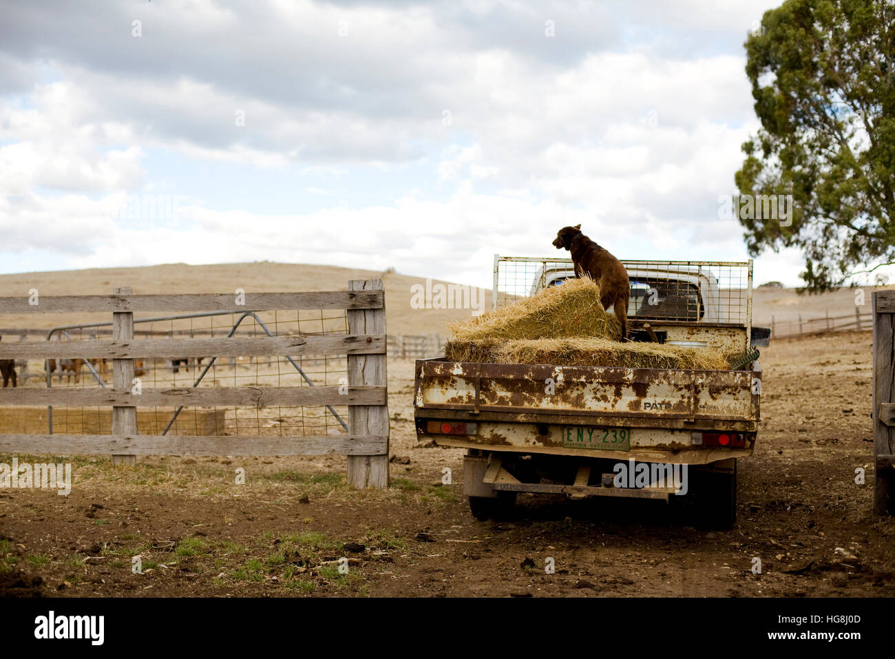 A working dog on the back of a truck willed with hay on a cattle ranch farm. Stock Photo