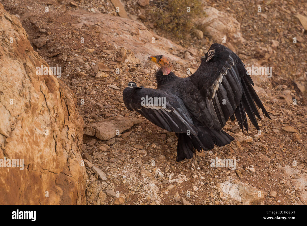 California Condor, Gymnogyps californianus, adult female H9 perched atop the cliffs near Navajo Bridge, which crosses the Colorado River at Marble Can Stock Photo