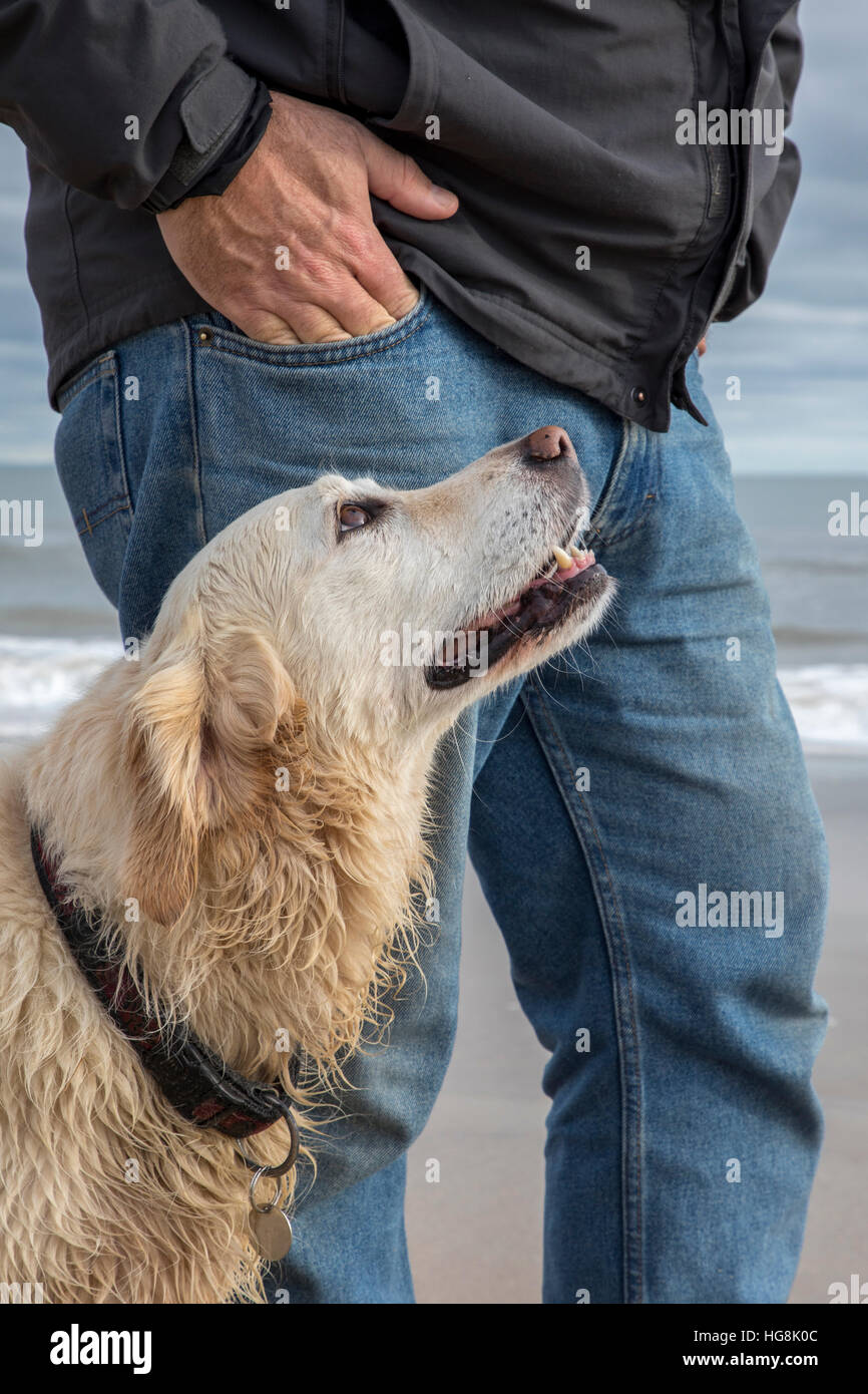 devoted dog and man best friends Stock Photo