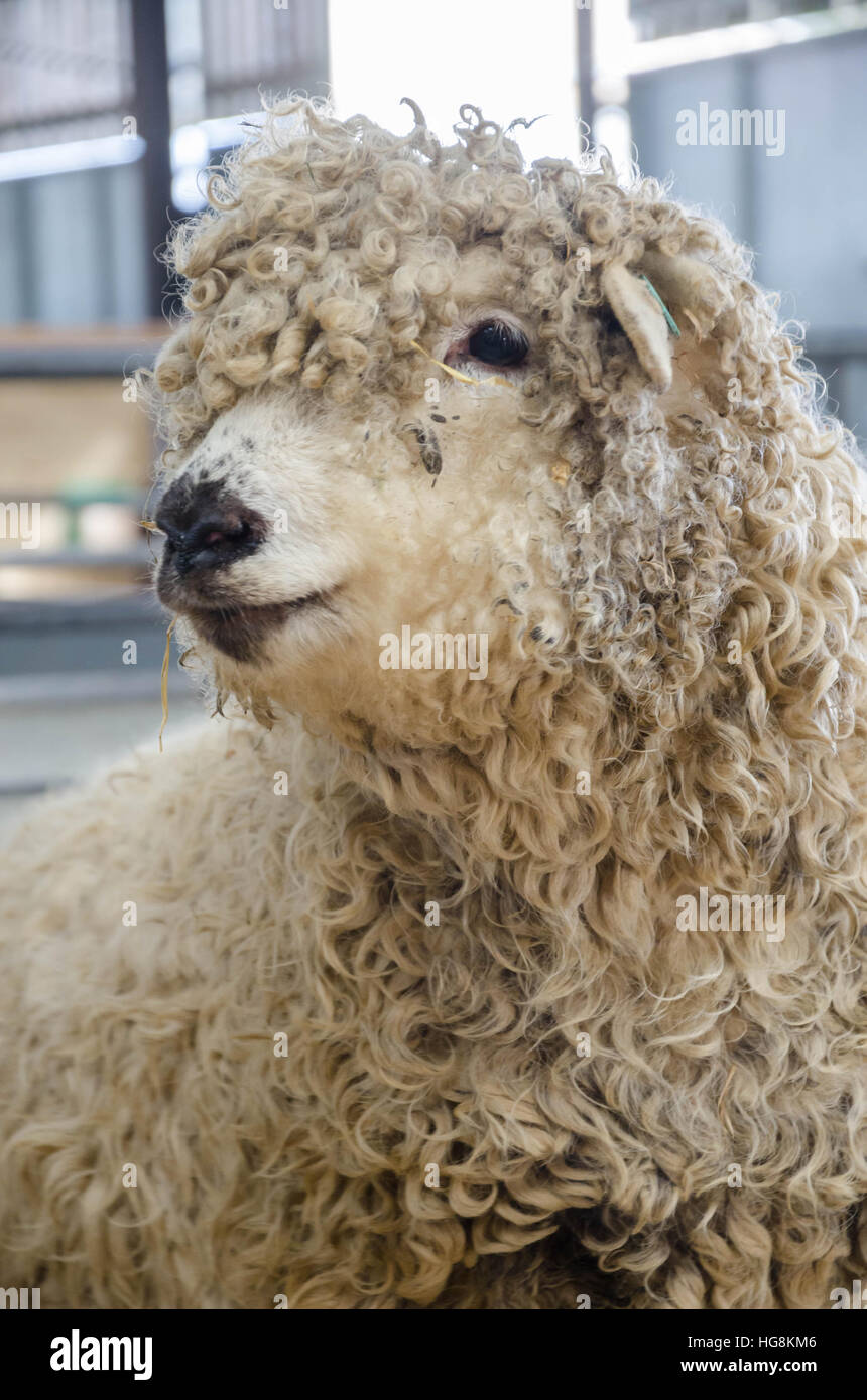 A Greyface Dartmoor sheep Stock Photo Alamy