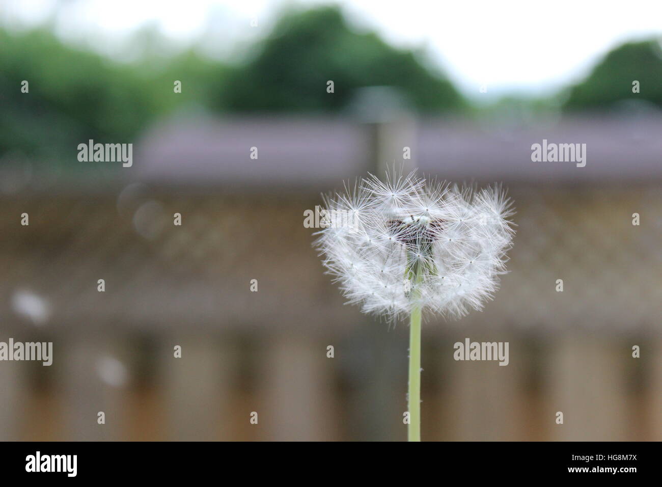 Dandelion blowing in the wind hires stock photography and images Alamy