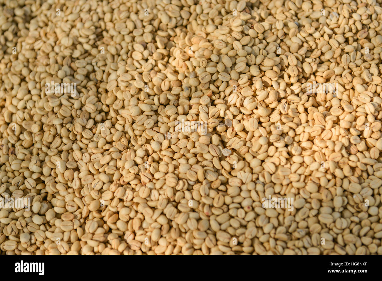 Unroasted Green Coffee Bean Stock Photo