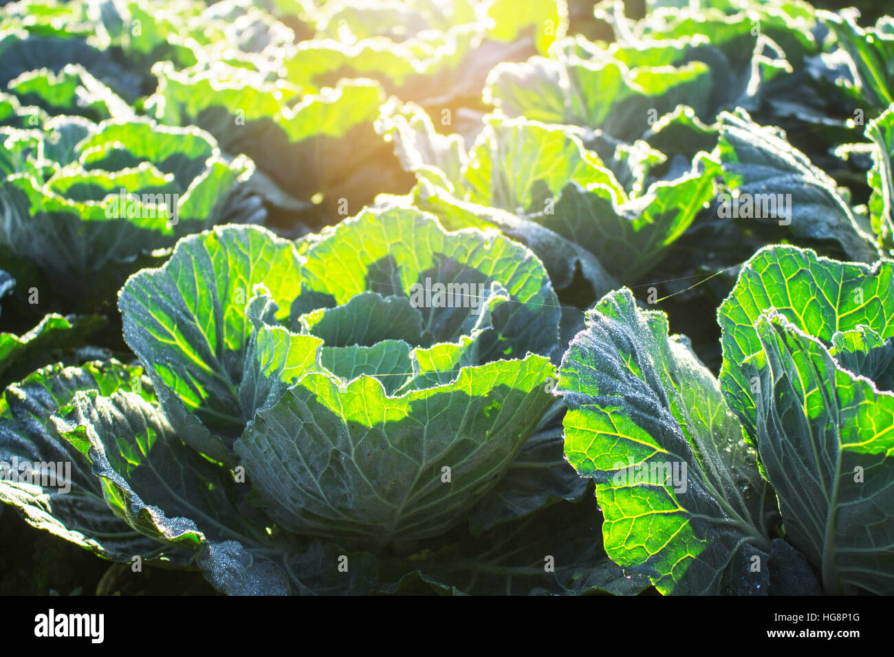 Cabbage Sun Field leafy fresh planted cabbage hi-res stock photography and images ...
