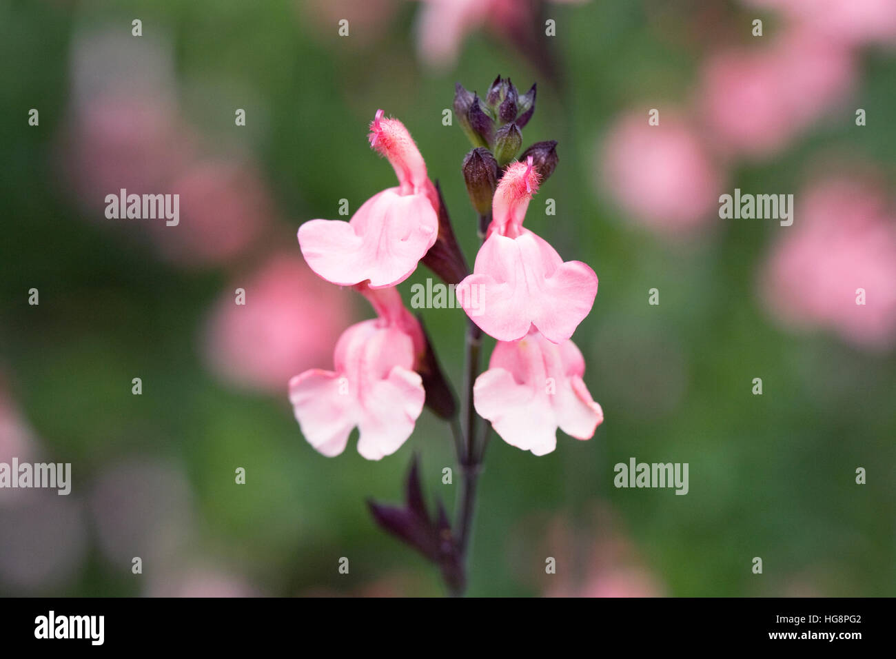 Salvia microphylla flowers. Stock Photo