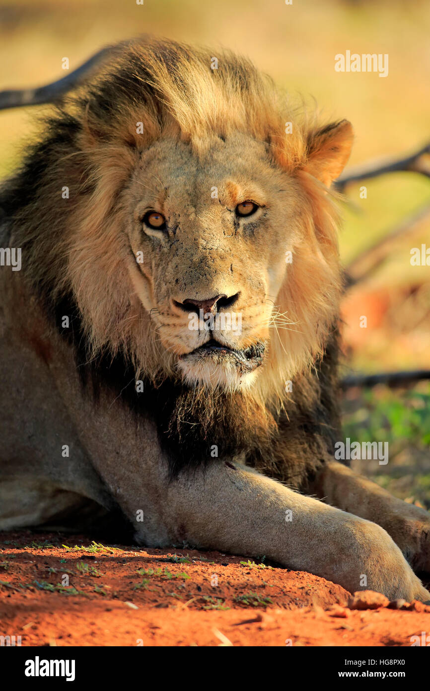 Lion, (Panthera leo), adult male resting portrait, Tswalu Game Reserve, Kalahari, Northern Cape, South Africa, Africa Stock Photo