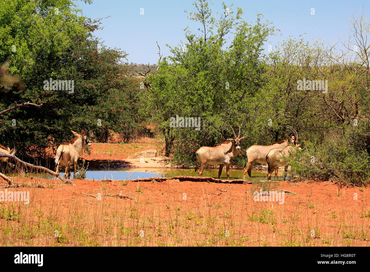 Roan Antelope, (Hippotragus equinus), group at waterhole, Tswalu Game Reserve, Kalahari, Northern Cape, South Africa, Africa Stock Photo