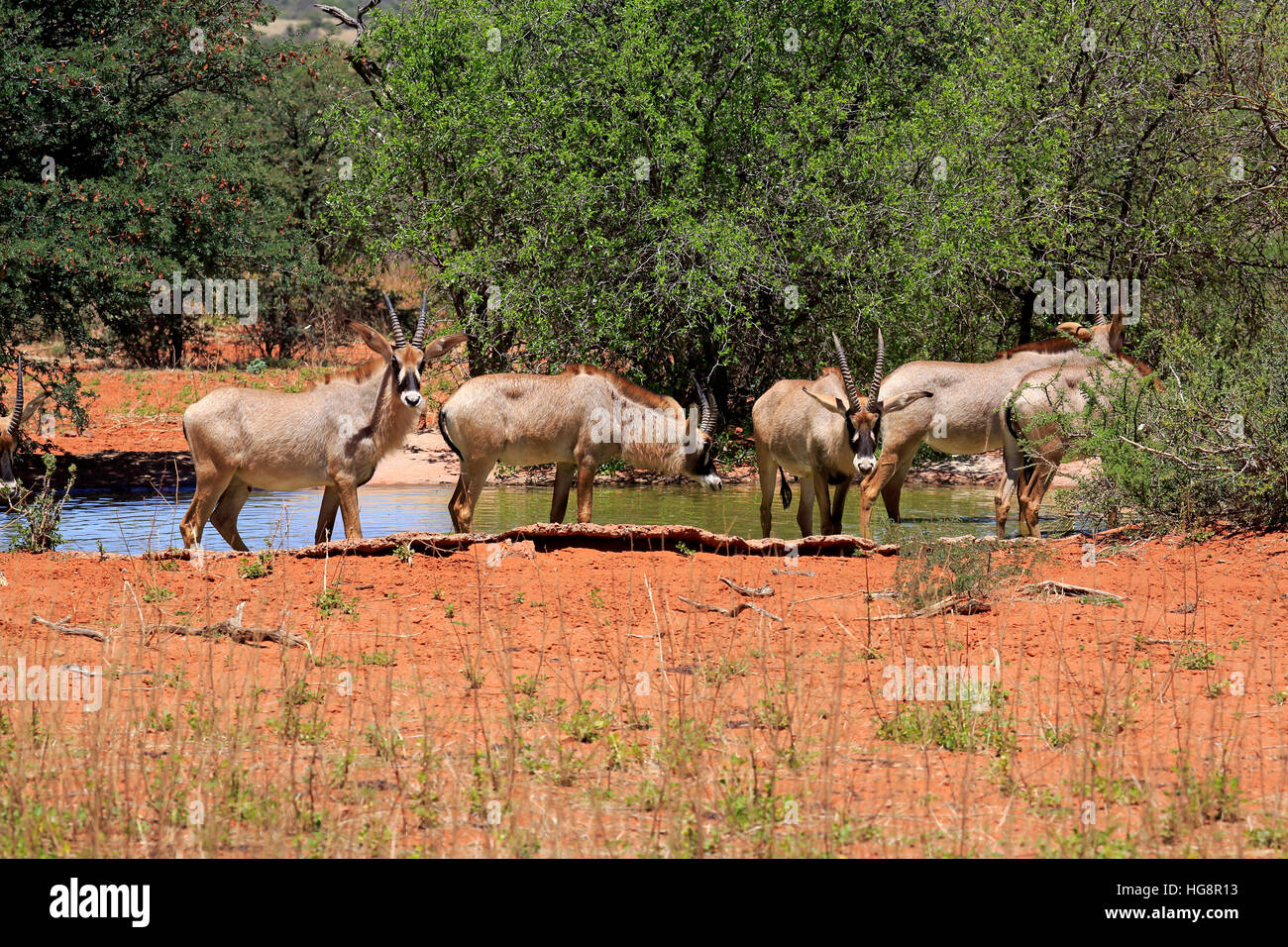 Roan Antelope, (Hippotragus equinus), group at waterhole, Tswalu Game Reserve, Kalahari, Northern Cape, South Africa, Africa Stock Photo