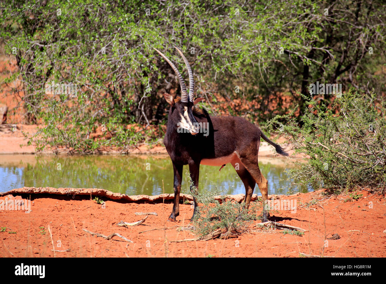 Sable Antelope, (Hippotragus niger), adult male at waterhole, Tswalu Game Reserve, Kalahari, Northern Cape, South Africa, Africa Stock Photo