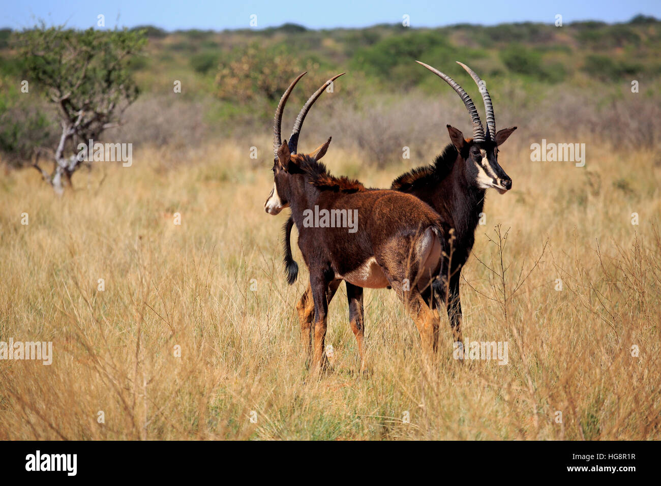 Sable Antelope, (Hippotragus niger), two adult male, Tswalu Game Reserve, Kalahari, Northern Cape, South Africa, Africa Stock Photo
