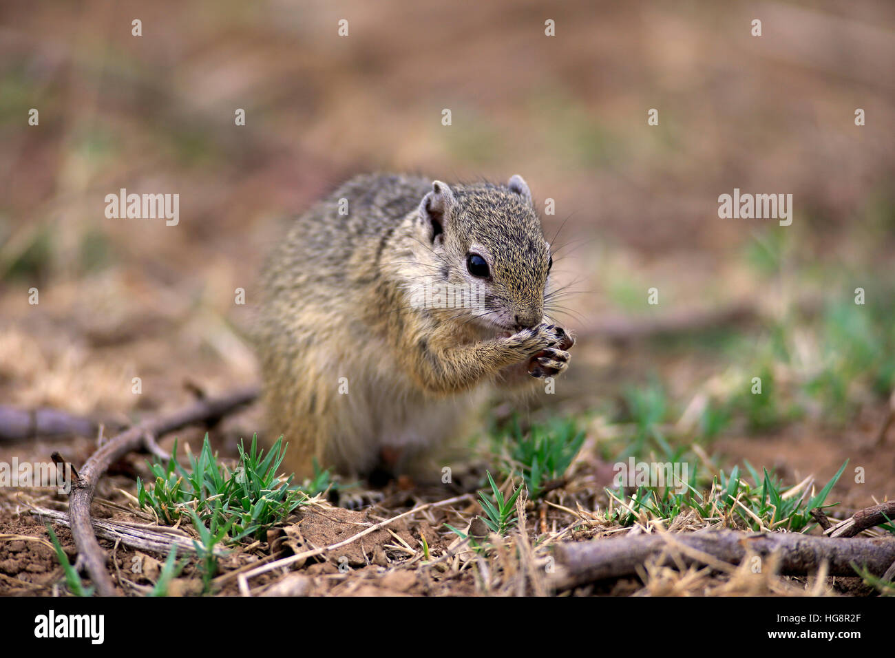 Tree Squirrel, Smith's bush squirrel, yellow-footed squirrel, (Paraxerus cepapi), adult feeding, Kruger Nationalpark, South Africa, Africa Stock Photo