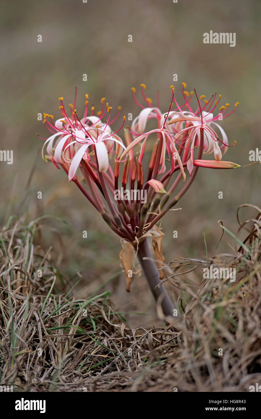 Sand lily, (Crinum buphanoides), blooming, Kruger Nationalpark, South Africa, Africa Stock Photo