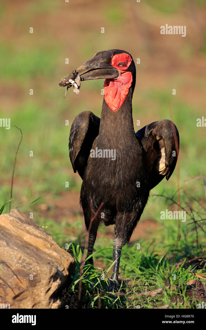 Southern Ground Hornbill, (Bucorvus leadbeateri), adult with prey, Kruger Nationalpark, South Africa, Africa Stock Photo