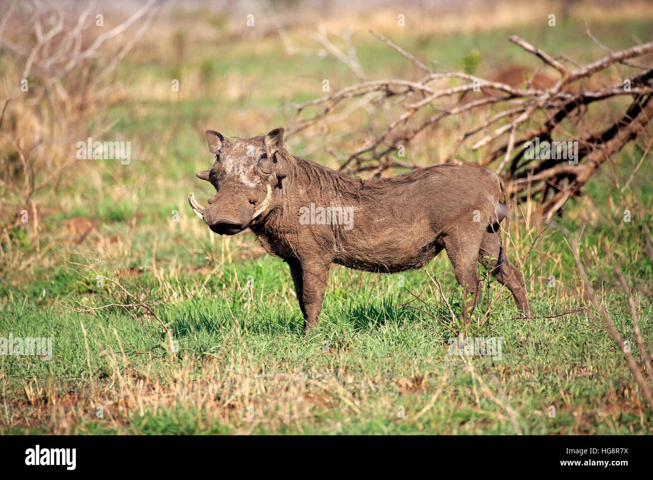 Warzenschwein, (Phacochoerus aethiopicus), adult, Krüger Nationalpark ...