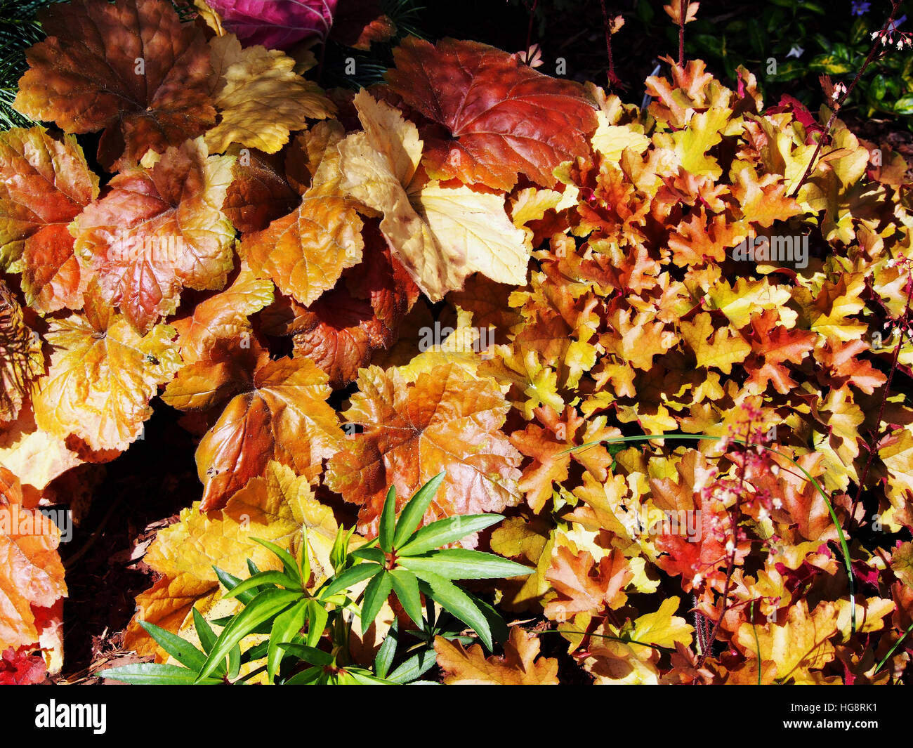 Heuchera Southern Comfort Coral Bells Alumroot Stock Photo
