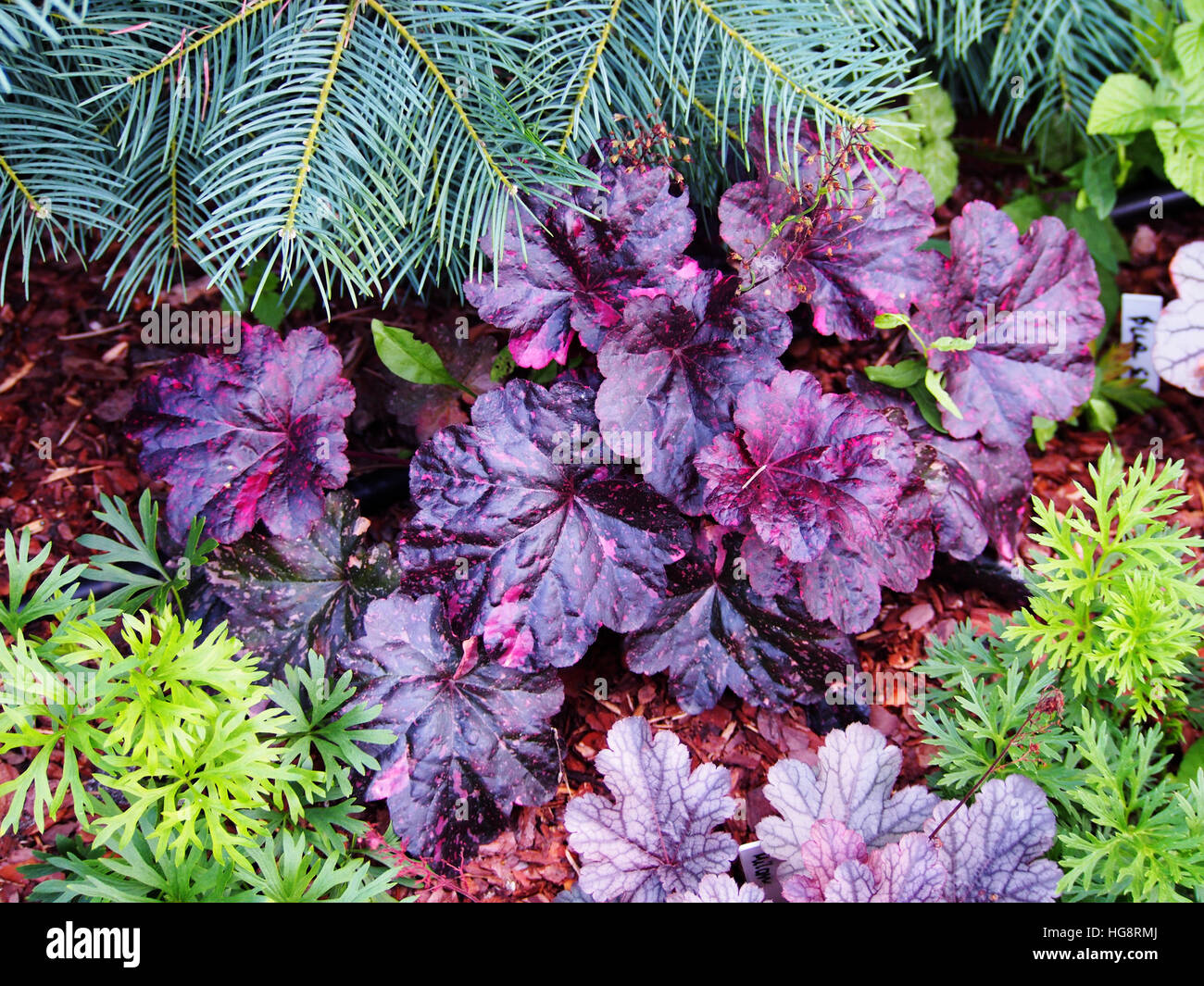 Heuchera midnight rose deals