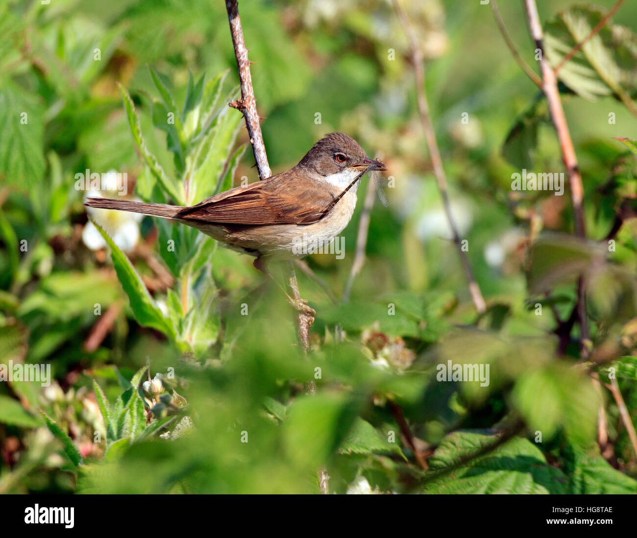 Common Whitethroat warbler (Sylvia communis)  in the undergrowth with a dragonfly in its bill to feed its chicks. Stock Photo