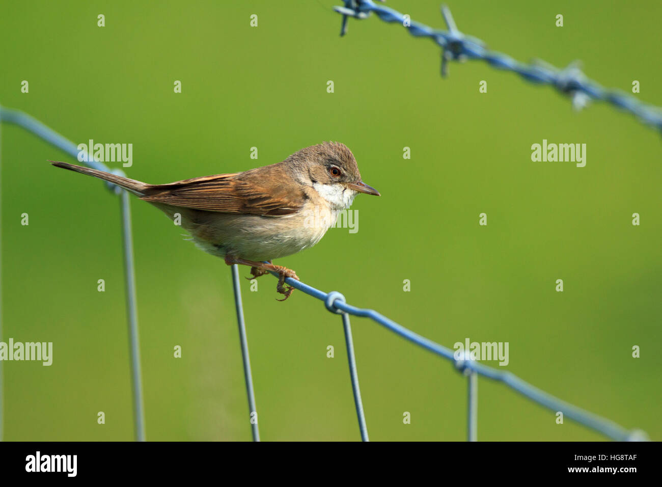 Common Whitethroat warbler (Sylvia communis) perched on sheep fencing with green field background.  Fauvette grisette.  Dorngrasmücke. Curruca Zarcera Stock Photo