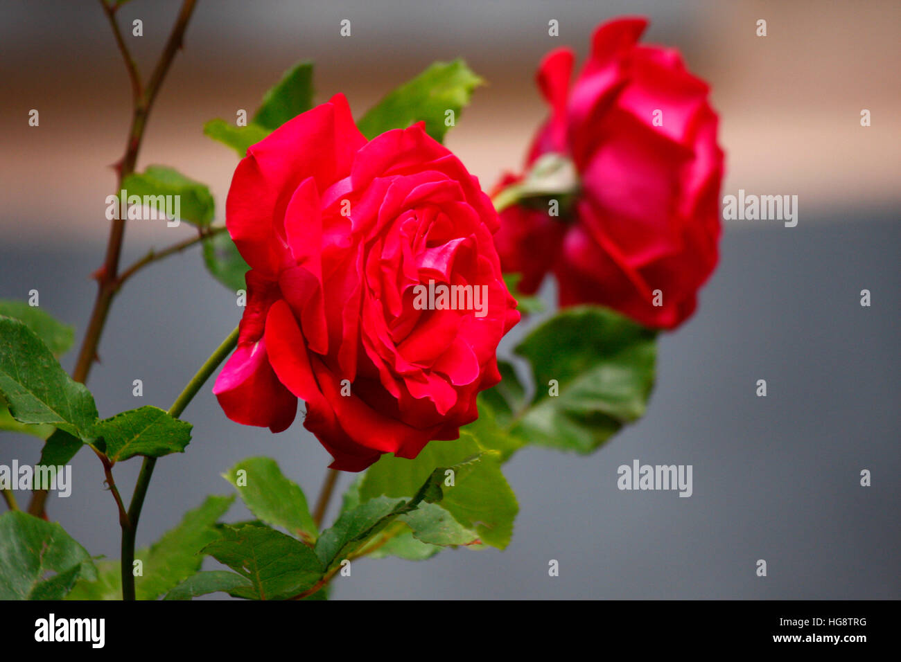 Impressionen: rote Rose, Kosika, Frankreich. Stock Photo