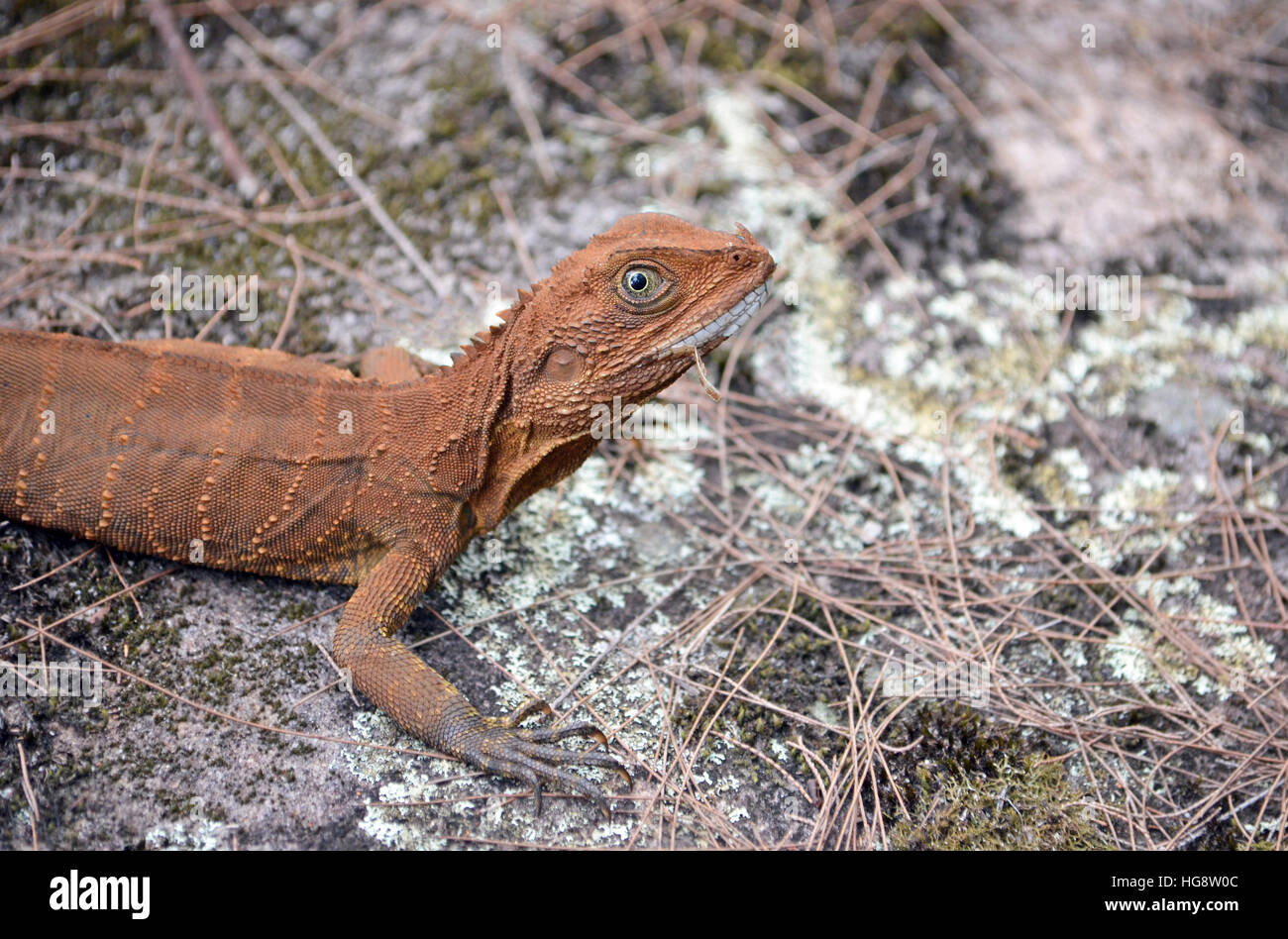 Australian Eastern Water Dragon (Itellagama lesueurii), Royal National Park, Sydney. Face molting exposing white scales. Stock Photo