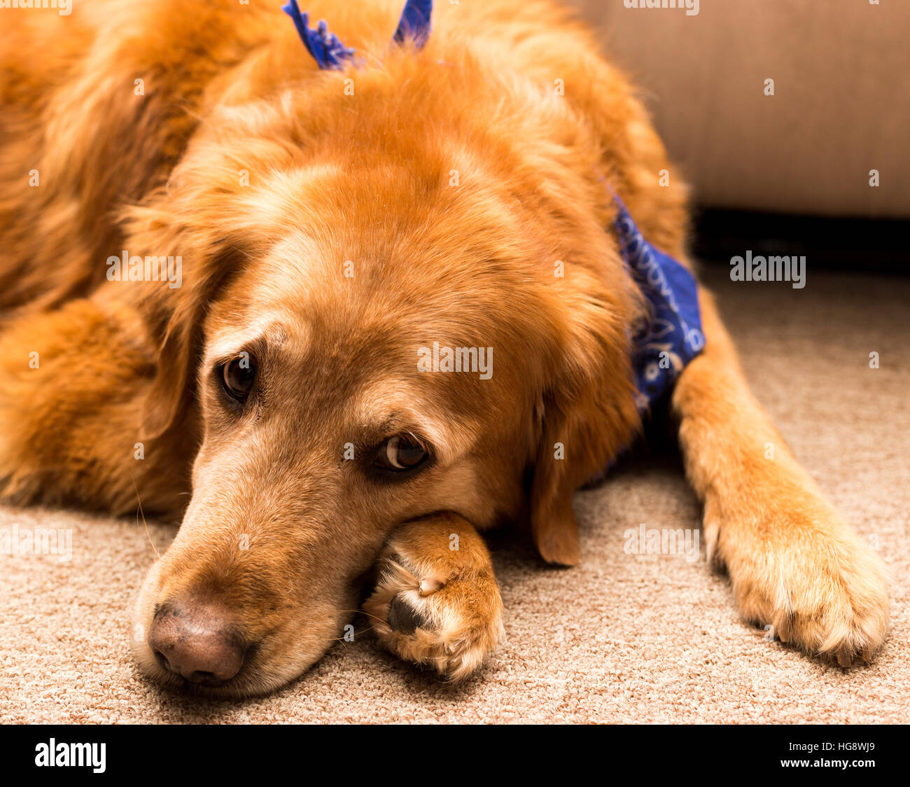 Golden retriever dog laying on a carpet. Stock Photo