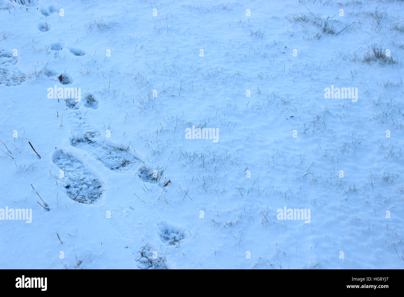 prints in the snow Stock Photo Alamy