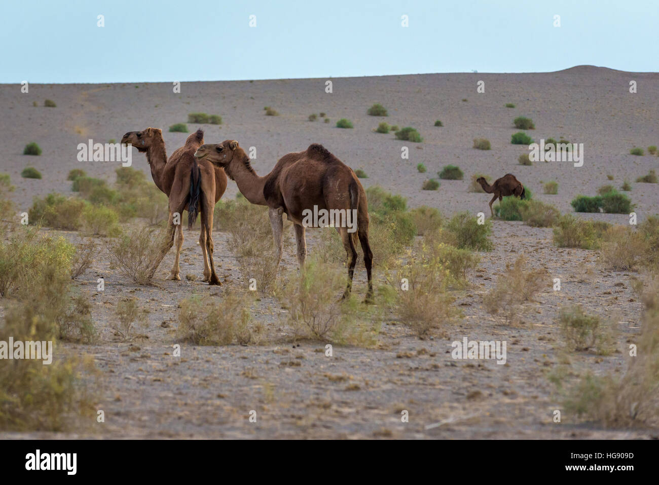 Pair of dromedary camels (Camelus dromedarius) on Maranjab Desert ...