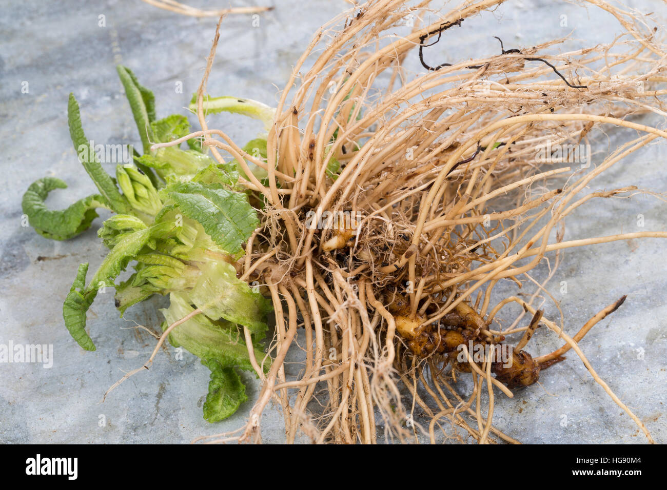 Schlüsselblumen-Wurzeln, Schlüsselblumen-Wurzel, Wurzel, Wurzeln von Schlüsselblumen, zum Trocknen ausgelegt, Trocknung. Hohe Schlüsselblume, Wald-Sch Stock Photo