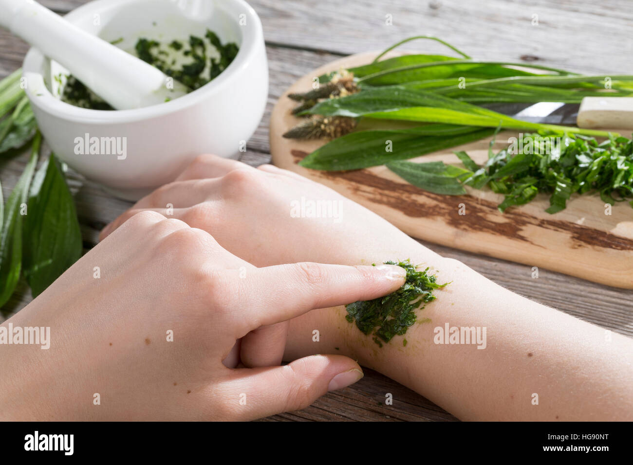 Spitz-Wegerich hilft bei Insektenstich, Mückenstich, Mückenstiche, zerkleinerte Blätter werden auf die juckende Hautstelle gelegt, Auflage, Hausmittel Stock Photo