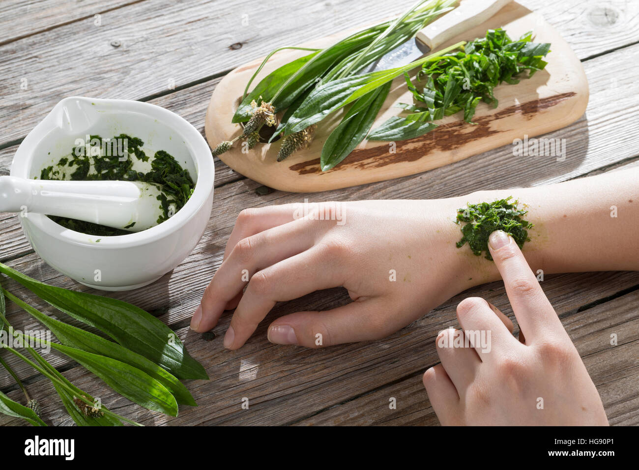 Spitz-Wegerich hilft bei Insektenstich, Mückenstich, Mückenstiche, zerkleinerte Blätter werden auf die juckende Hautstelle gelegt, Auflage, Hausmittel Stock Photo