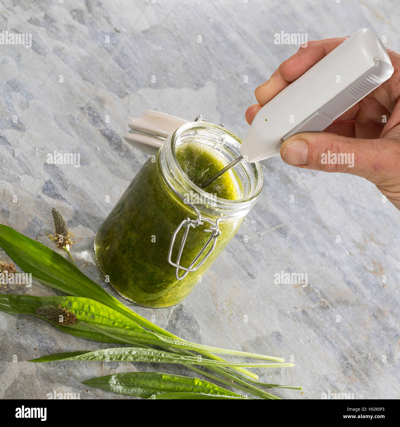 Spitz-Wegerich-Tinktur, alkoholischer Auszug aus Spitz-Wegerich, Tinktur angesetzt mit Wodka, wird mit einem Quirl gemischt. Spitzwegerich, Wegerich,  Stock Photo