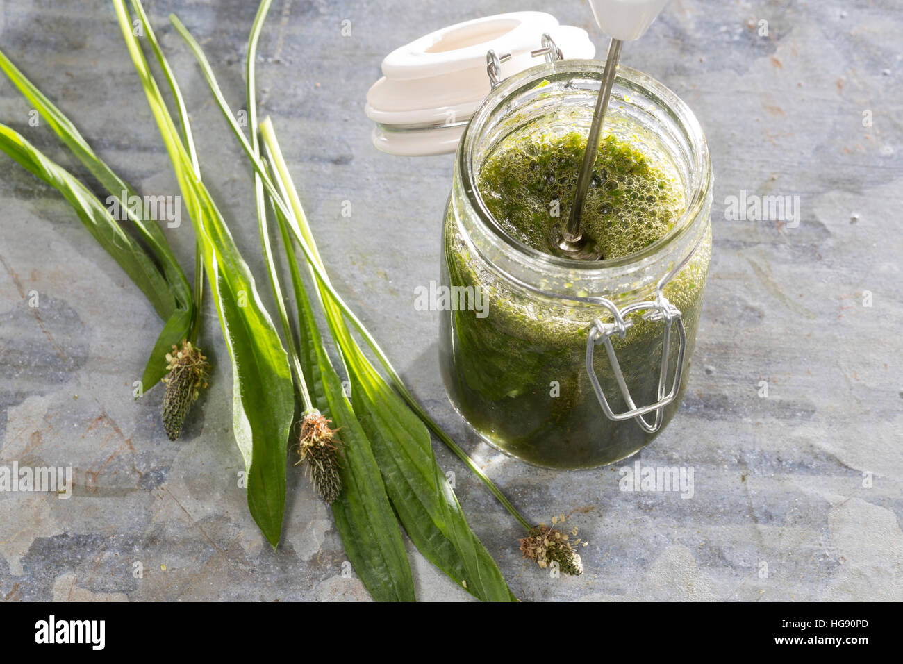 Spitz-Wegerich-Tinktur, alkoholischer Auszug aus Spitz-Wegerich, Tinktur angesetzt mit Wodka, wird mit einem Quirl gemischt. Spitzwegerich, Wegerich,  Stock Photo