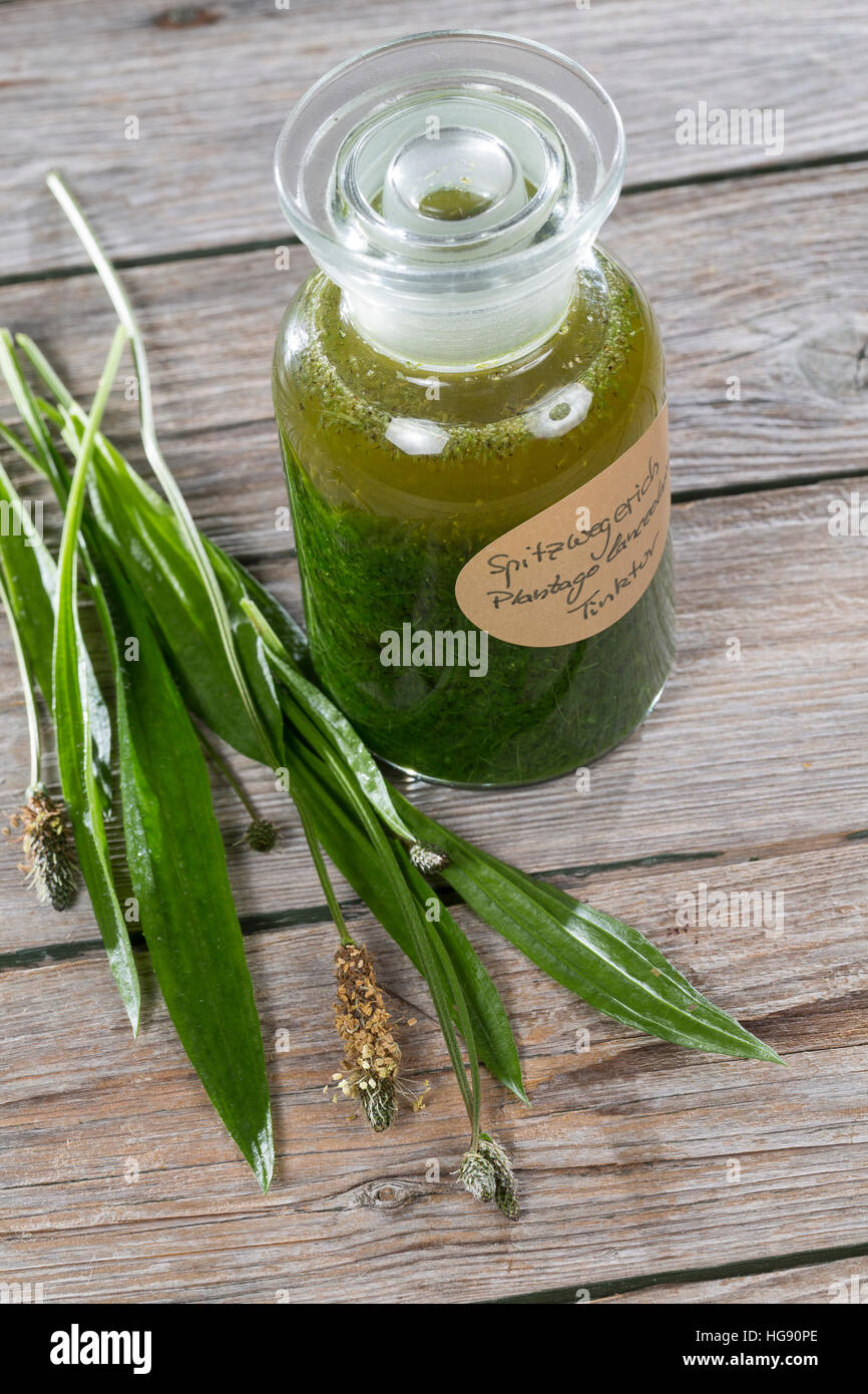 Spitz-Wegerich-Tinktur, alkoholischer Auszug aus Spitz-Wegerich, Tinktur angesetzt mit Wodka. Spitzwegerich, Wegerich, Plantago lanceolata, English Pl Stock Photo