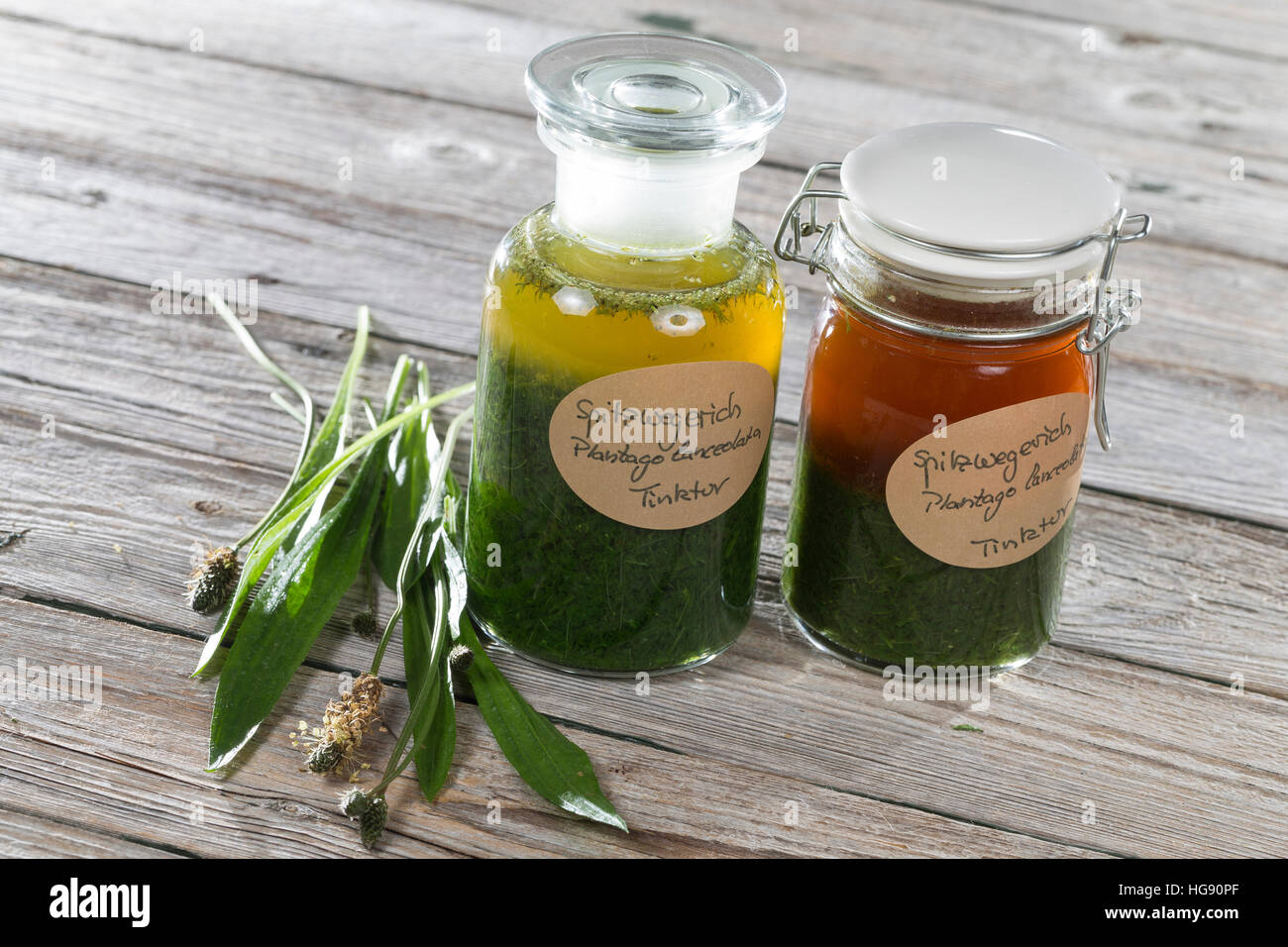 Spitz-Wegerich-Tinktur, alkoholischer Auszug aus Spitz-Wegerich, Tinktur angesetzt mit Wodka, links frisch angesetzt, rechts Verfärbung nach einiger Z Stock Photo