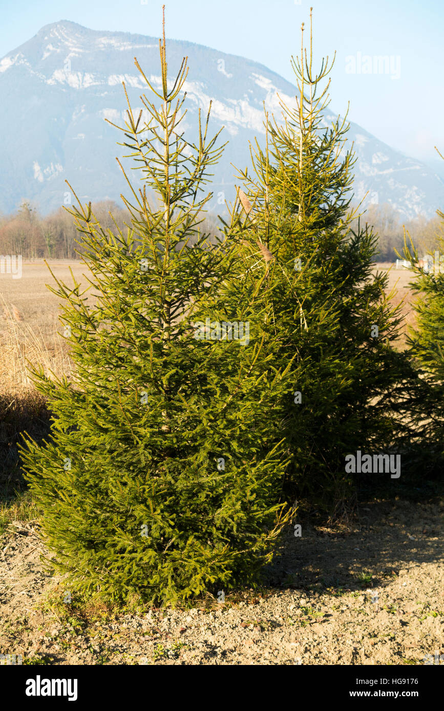 Norway spruce grown for christmas hires stock photography and images