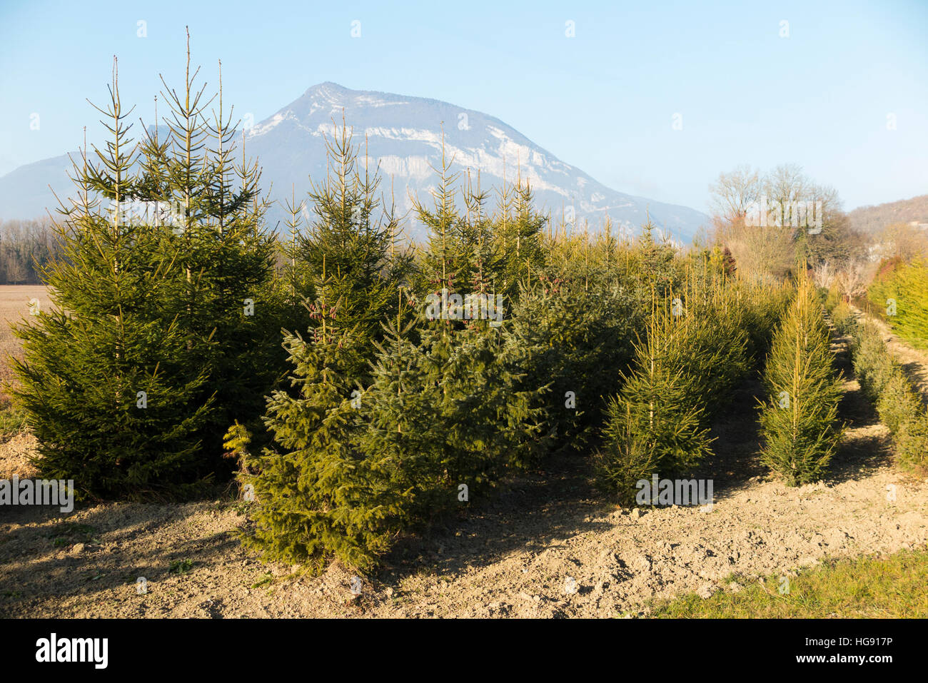 Grow a Christmas tree trees growing / Xmas trees being grown / cultivated by French grower