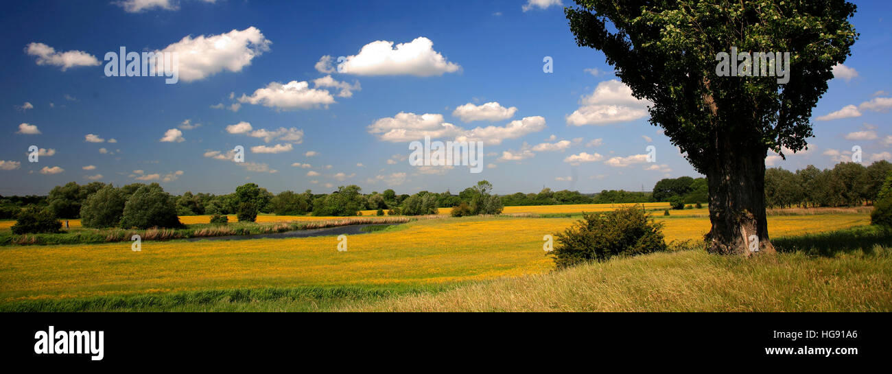 Buttercup fields, river Nene valley, near Castor village, Cambridgeshire, England, UK Stock Photo