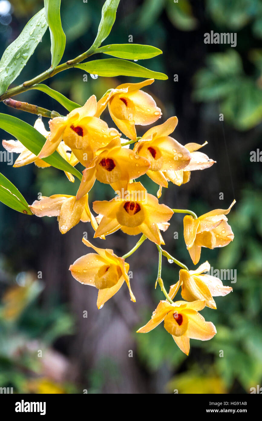 Close up Stem of yellow dendrobium orchid flowers and leaves green