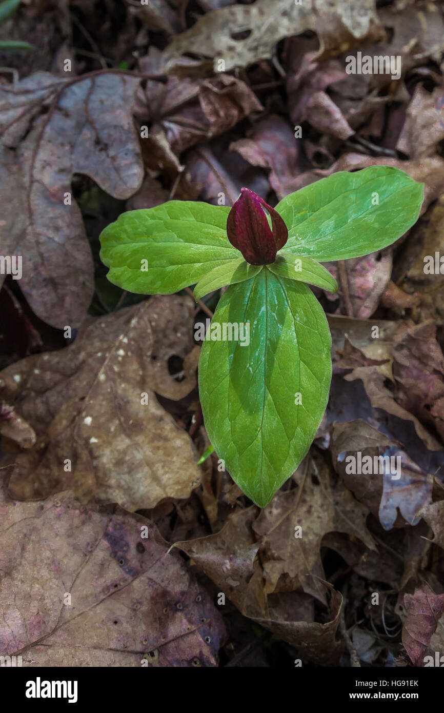 Toadshade, Trillium sessile, aka Sessile Trillium and Toad Trillium, flowering in the forest along Ohio Brush Creek in Serpent Mound State Memorial in Stock Photo