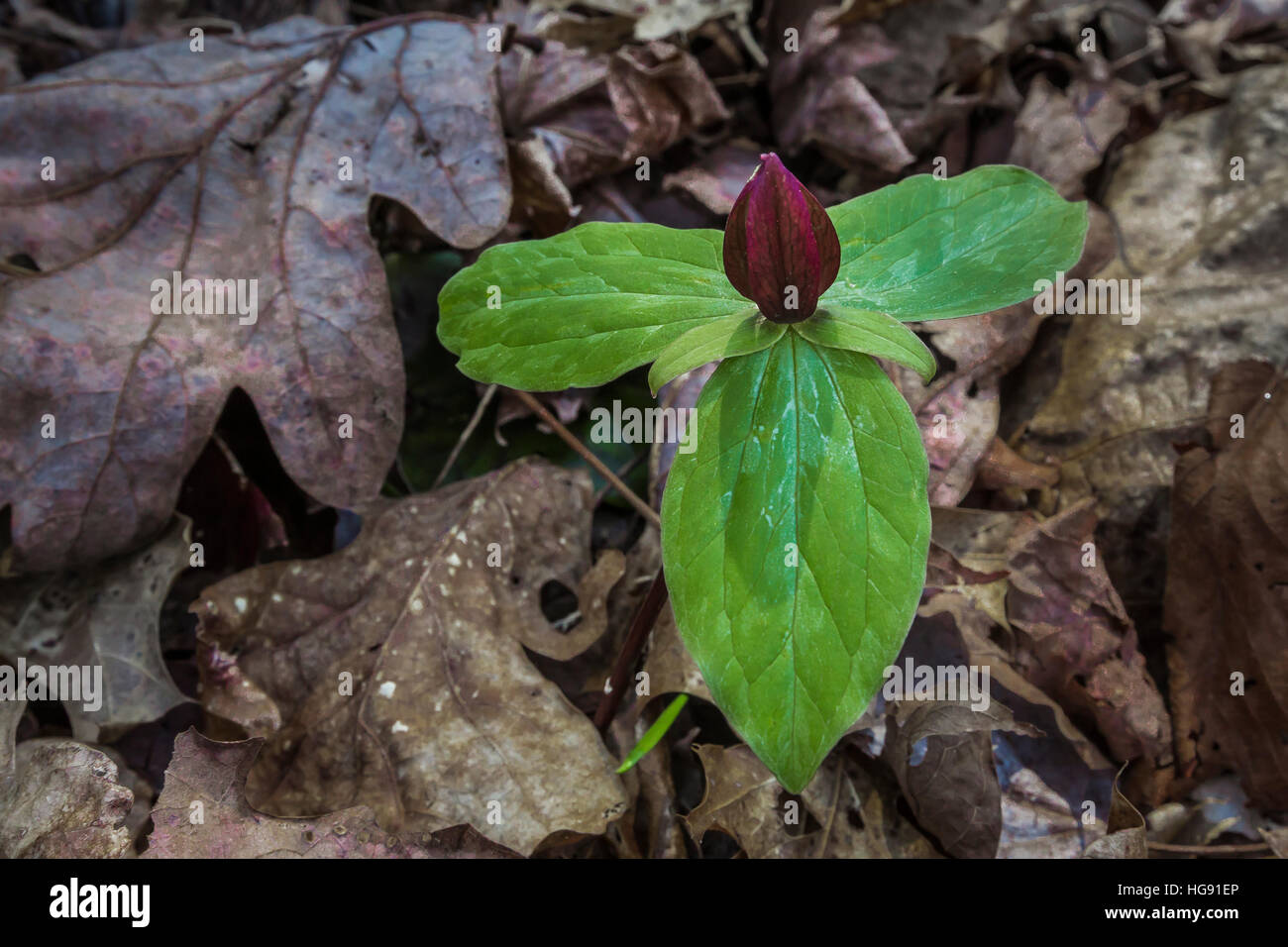 Toadshade, Trillium sessile, aka Sessile Trillium and Toad Trillium, flowering in the forest along Ohio Brush Creek in Serpent Mound State Memorial in Stock Photo